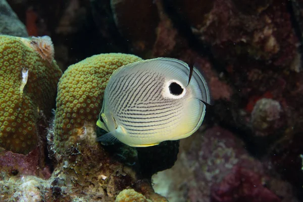 Falterfische Korallenriff Vor Der Tropischen Insel Bonaire Den Karibischen Niederlanden — Stockfoto