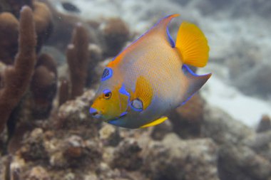 Hollanda 'nın Karayip Adaları' ndaki Bonaire tropikal adasında mercan resifindeki kraliçe melek balığı..