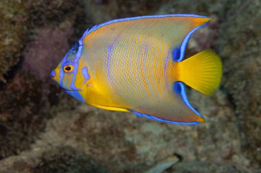 Genç Kraliçe Melek Balığı, Hollanda 'nın Karayip Adaları' ndaki Bonaire tropikal adasında mercan resifinde geçiş evresinde..