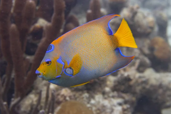 Pez Ángel Reina Arrecife Coral Frente Isla Tropical Bonaire Caribe — Foto de Stock