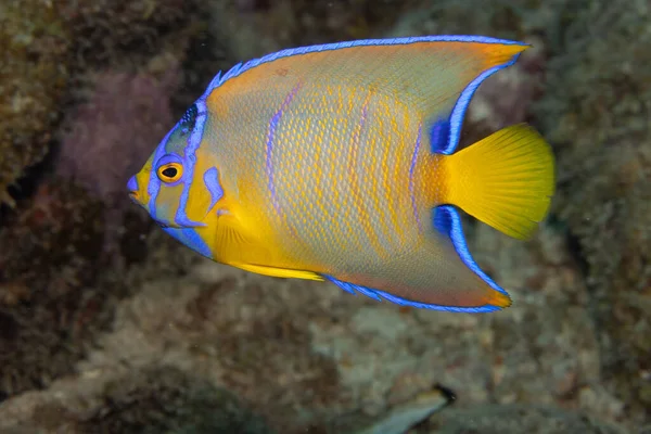 Juvenilní Královna Andělů Přechodné Fázi Korálovém Útesu Tropického Ostrova Bonaire — Stock fotografie