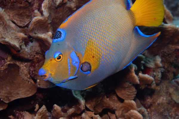 Drottning Angelfish Korallrev Utanför Den Tropiska Bonaire Karibien Nederländerna — Stockfoto