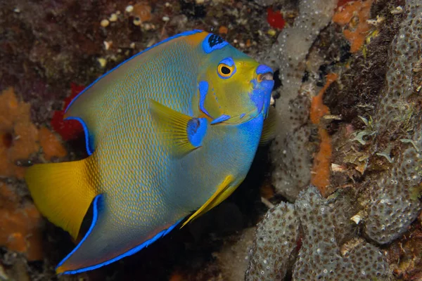 Pez Ángel Reina Arrecife Coral Frente Isla Tropical Bonaire Caribe —  Fotos de Stock