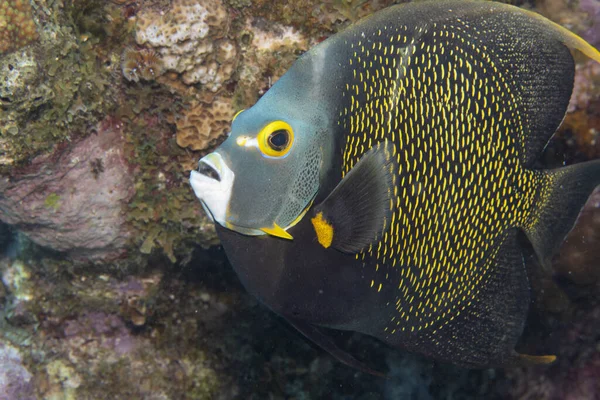 Pez Ángel Francés Arrecife Coral Frente Isla Tropical Bonaire Caribe — Foto de Stock