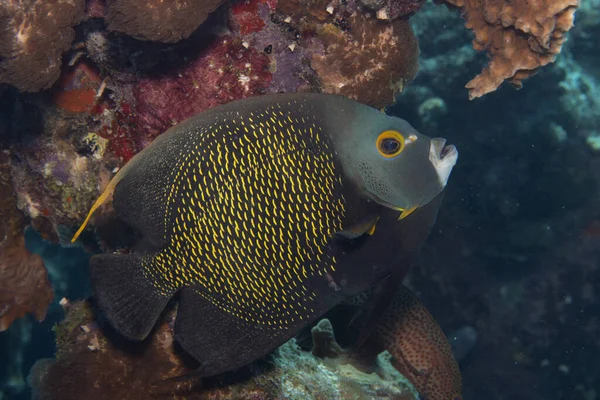 French Angelfish Coral Reef Tropical Island Bonaire Caribbean Netherlands Stock Picture