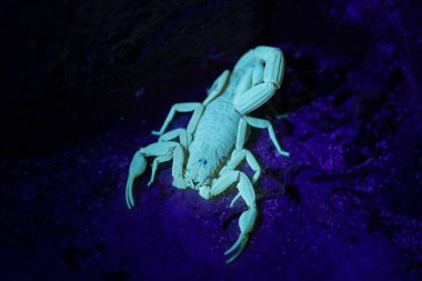 Kabuk akrebi (Centruroides testaceus), Hollanda 'nın Karayip Adaları' nın bir parçası olan Bonaire tropikal adasında UV ışığı altında floresandır..
