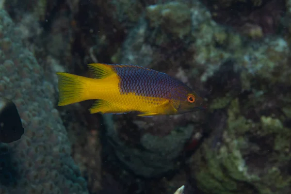 Peixe Porco Espanhol Juvenil Recife Coral Ilha Tropical Bonaire Caribe — Fotografia de Stock