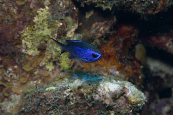 Blå Kromis Korallrev Utanför Den Tropiska Bonaire Karibien Nederländerna — Stockfoto