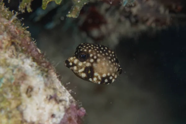 Juvenil Pez Tronco Liso Arrecife Coral Frente Isla Tropical Bonaire — Foto de Stock