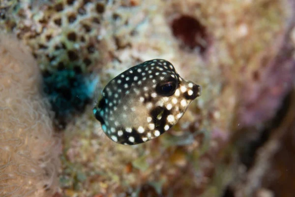 Juvenil Pez Tronco Liso Arrecife Coral Frente Isla Tropical Bonaire — Foto de Stock