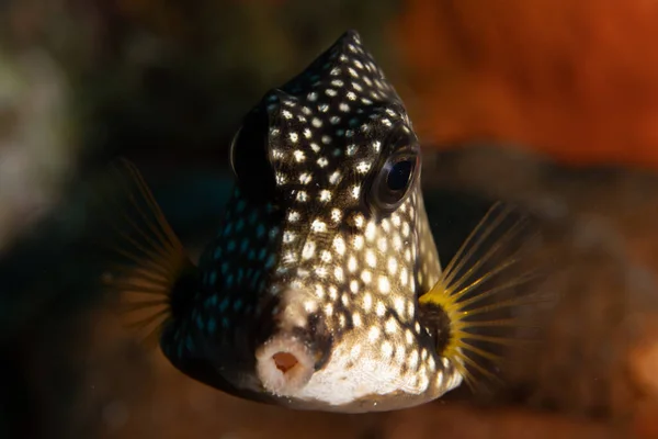 Trunkfish Suave Recife Coral Largo Ilha Tropical Bonaire Caribe Países — Fotografia de Stock