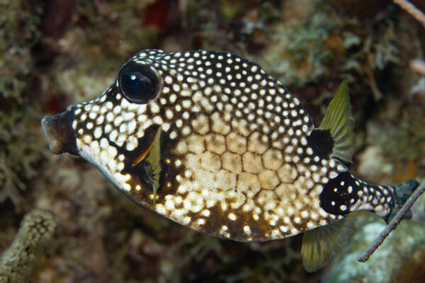 Smooth trunkfish on coral reef off the tropical island of Bonaire in the Caribbean Netherlands.