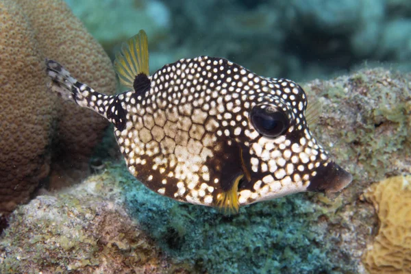 Ομαλή Trunkfish Κοραλλιογενή Ύφαλο Από Τροπικό Νησί Bonaire Στην Καραϊβική — Φωτογραφία Αρχείου