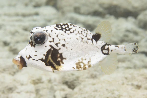 Hladký Trunkfish Korálovém Útesu Tropického Ostrova Bonaire Karibiku Nizozemsko — Stock fotografie