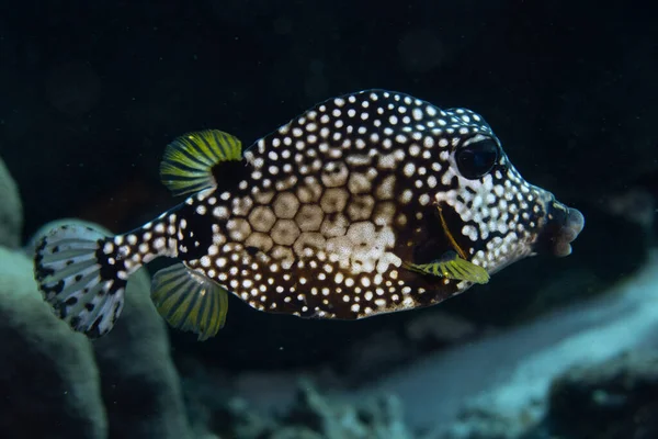 Pesce Tondo Liscio Sulla Barriera Corallina Largo Dell Isola Tropicale — Foto Stock