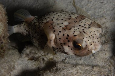 Hollanda 'nın Karayip Adaları' ndaki Bonaire tropikal adasındaki mercan resifinde kirpi balığı..