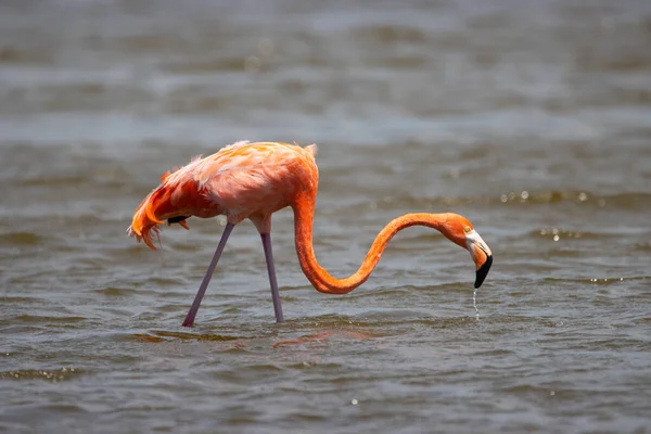 Американский Фламинго Карибском Острове Бонайре — стоковое фото