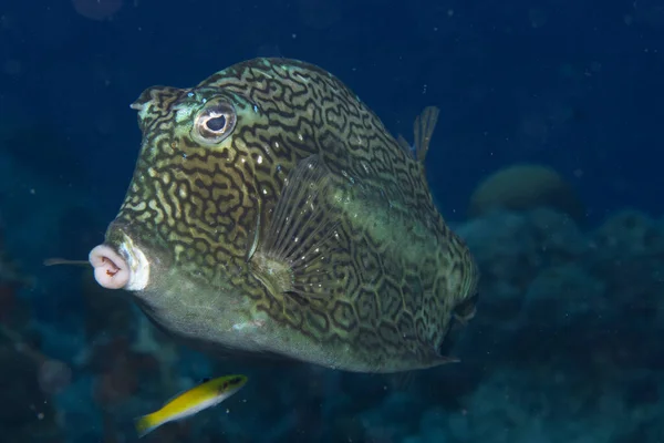 Honeycomb Cowfish Korallrev Utanför Den Tropiska Bonaire Karibien Nederländerna — Stockfoto