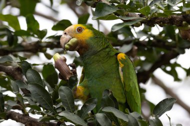 Hollanda 'nın Karayip Adaları' nın bir parçası olan Bonaire tropikal adasında sarı omuzlu Amazon papağanı..