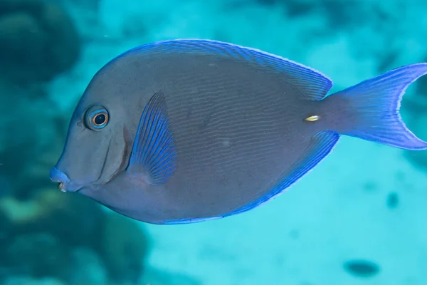 Atlantic blue tang on coral reef off the tropical island of Bonaire in the Caribbean Netherlands.