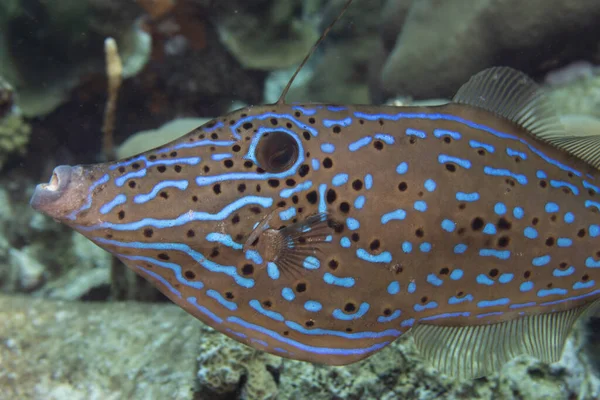 Kreslené Filefish Korálovém Útesu Tropického Ostrova Bonaire Karibiku Nizozemsko — Stock fotografie
