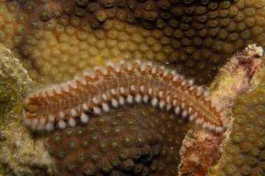 Hollanda 'nın Karayip Adaları' ndaki Bonaire tropikal adasında mercan resifindeki sakallı ateş kurtçuğu..