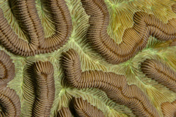 Primer Plano Del Coral Cerebral Roca Arrecife Coral Frente Isla — Foto de Stock