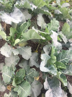 Asya Sebze Yetiştirme Teknikleri El Kitabı