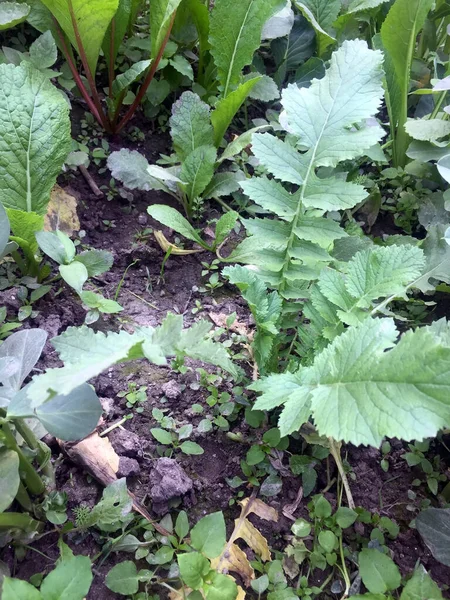 Growing Asian Vegetable Farming Techniques Manual — Stock Photo, Image