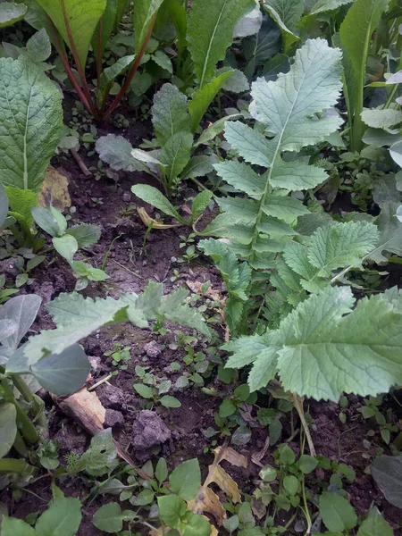 Growing Asian Vegetable Farming Techniques Manual — Stock Photo, Image