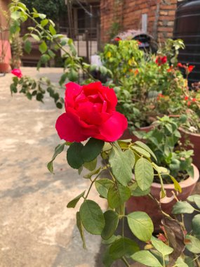 Tropik bir bahçede güzel bir çiçek. Renkli çiçek. çiçek deseni. çiçek arkaplanı.