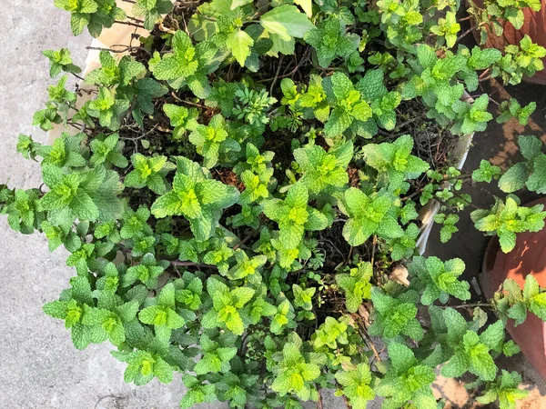 Feuilles Vertes Menthe Feuilles Menthe Fraîches Poussant Dans Jardin Menthe — Photo