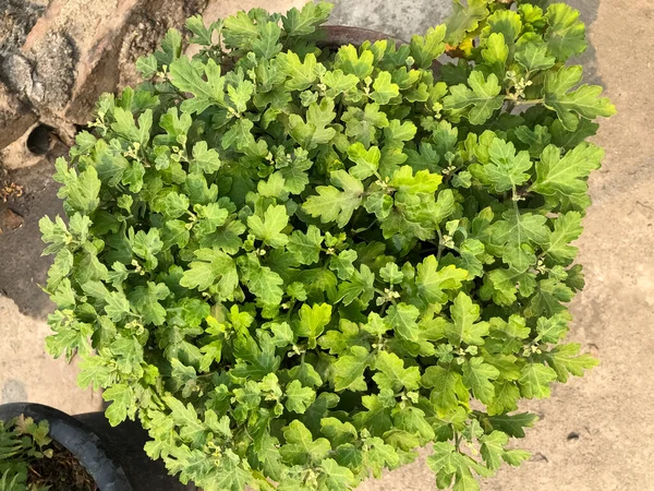 Bahçede yetişen taze nane yaprakları. Nane yaprakları temiz. Naneli diş macununun karışımı. Arka plan için nane yaprakları. Yeşil taze nane yaprakları. Nane kokulu izin. Naneli otlar..