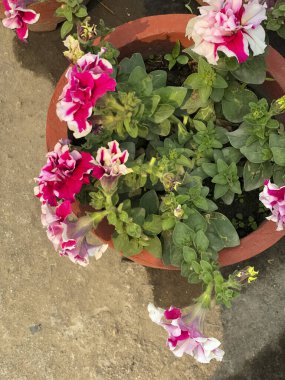 Dekorasyon ve tarım konsepti tasarımı için çiçek. Renkli çiçek. Tropik bir bahçede güzel bir çiçek.