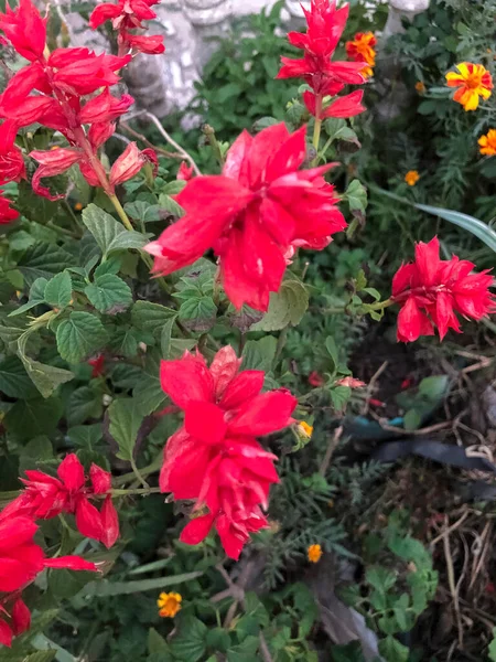 Vackra Och Färgglada Blommor Trädgård — Stockfoto