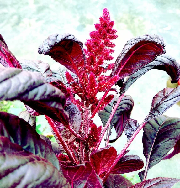 Bella Naturale Come Fiore Colore Del Cielo Kathmandu Nepal — Foto Stock