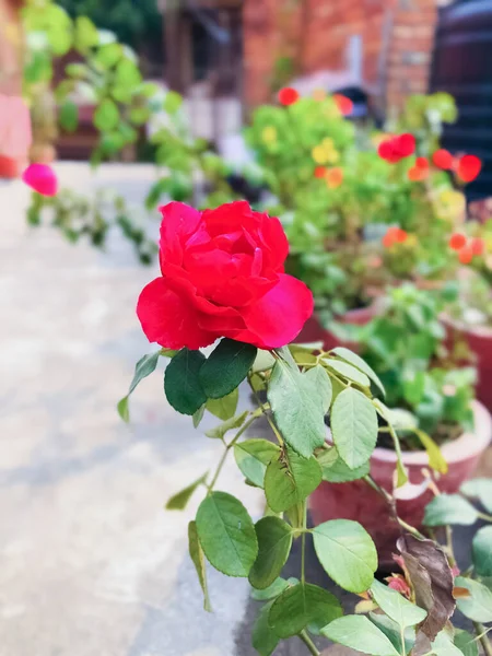 Belle Naturelle Comme Fleur Couleur Ciel Katmandou Népal — Photo