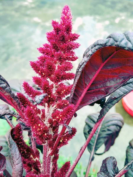 Mooi Natuurlijk Zoals Hemel Kleur Bloem Bij Kathmandu Nepal — Stockfoto