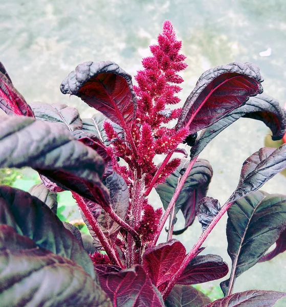 Mooi Natuurlijk Zoals Hemel Kleur Bloem Bij Kathmandu Nepal — Stockfoto