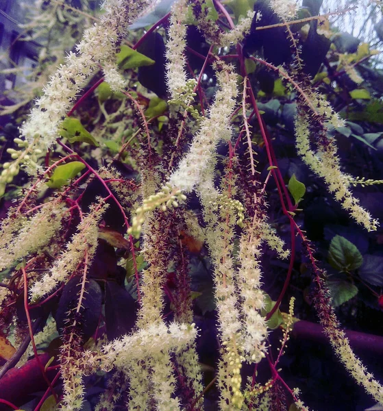 Belle Naturelle Comme Fleur Couleur Ciel Katmandou Népal — Photo