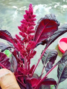 Güzel ve Doğal Cennet Rengi Çiçeği Katmandu, Nepal 'de