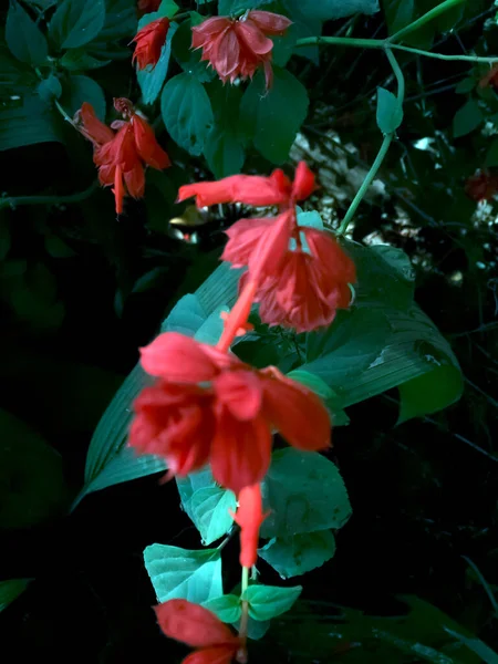 Hermosa Natural Como Flor Del Color Del Cielo Katmandú Nepal —  Fotos de Stock