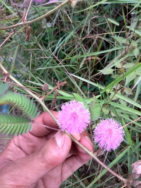 尼泊尔加德满都美丽而自然的天蓝色花朵 — 图库照片