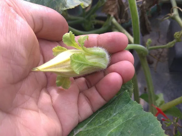 Güzel ve Doğal Cennet Rengi Çiçeği Katmandu, Nepal 'de