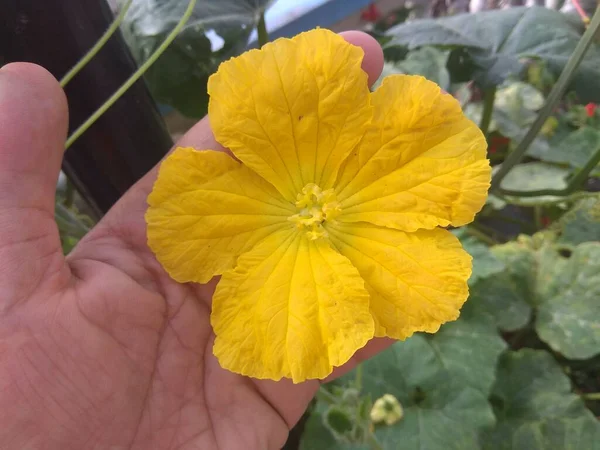 Hermosa Natural Como Flor Del Color Del Cielo Katmandú Nepal —  Fotos de Stock