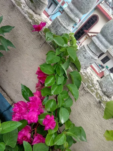 Hermosa Natural Como Flor Del Color Del Cielo Katmandú Nepal — Foto de Stock