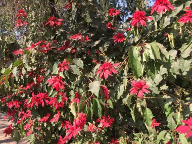 Güzel ve Doğal Cennet Rengi Çiçeği Katmandu, Nepal 'de