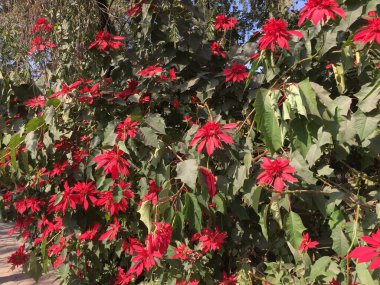 Güzel ve Doğal Cennet Rengi Çiçeği Katmandu, Nepal 'de