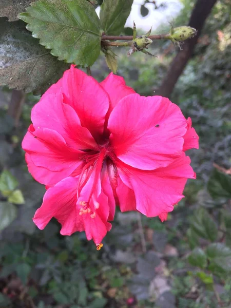 Hermosa Natural Como Flor Del Color Del Cielo Katmandú Nepal — Foto de Stock