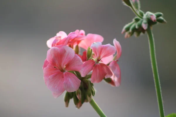 Прекрасна Природна Квітка Катманду Непал — стокове фото